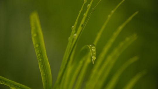 a green plant with water drops on it