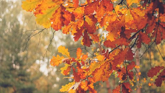 a tree with yellow and red leaves on it