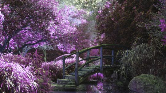 brown wooden footbridge surrounded by pink petaled flowers with creek underneath during daytime